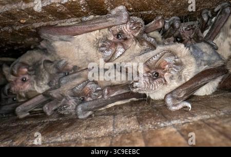31 octobre 2022, Elkton, Oregon, États-Unis : un jour d'Halloween frais, une colonie de chauves-souris se détendent dans leur maison de chauves-souris sur le côté de la grange près d'Elkton dans le sud-ouest de l'Oregon. Les chauves-souris sont les seuls mammifères capables d’un véritable vol, et elles partent la nuit pour se régaler d’insectes, de fruits et de nectarâ€”selon les espèces. (Crédit image : © Robin Loznak/ZUMA Press Wire) Banque D'Images