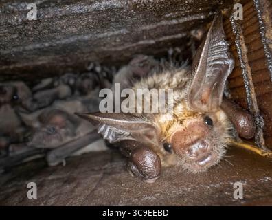 31 octobre 2022, Elkton, Oregon, États-Unis : un jour d'Halloween frais, une colonie de chauves-souris se détendent dans leur maison de chauves-souris sur le côté d'une grange près d'Elkton dans le sud-ouest de l'Oregon. Les chauves-souris sont les seuls mammifères capables de véritable vol, et elles partent la nuit pour se régaler d'insectes, de fruits et de nectar selon les espèces. (Crédit image : © Robin Loznak/ZUMA Press Wire) Banque D'Images