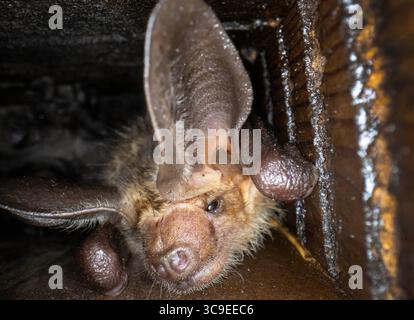 31 octobre 2022, Elkton, Oregon, États-Unis : un jour d'Halloween frais, une colonie de chauves-souris se détendent dans leur maison de chauves-souris sur le côté de la grange près d'Elkton dans le sud-ouest de l'Oregon. Les chauves-souris sont les seuls mammifères capables d’un véritable vol, et elles partent la nuit pour se régaler d’insectes, de fruits et de nectarâ€”selon les espèces. (Crédit image : © Robin Loznak/ZUMA Press Wire) Banque D'Images