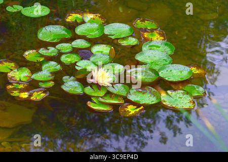 Nénuphars (Marliacea sp.) flottant dans un étang de domaine décoratif Banque D'Images
