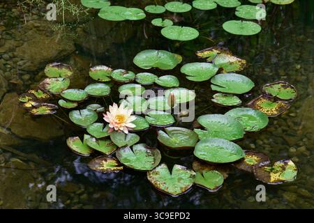 Nénuphars (Marliacea sp.) flottant dans un étang de domaine décoratif Banque D'Images