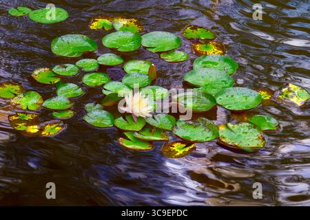 Nénuphars (Marliacea sp.) flottant dans un étang de domaine décoratif Banque D'Images