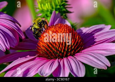 Golden Bumblebee sur Purple Coneflower Banque D'Images