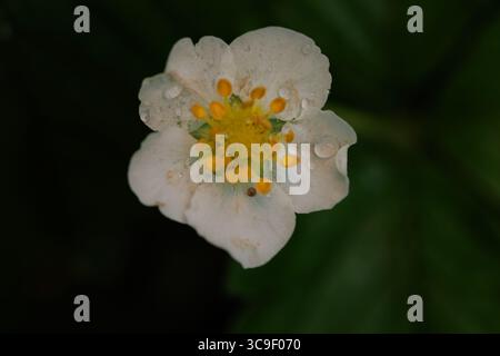 Gros plan d'une fleur blanche délicate avec des étamines jaunes vibrantes, ornée de gouttes de rosée fraîches. Un magnifique cliché macro capturant les détails complexes Banque D'Images