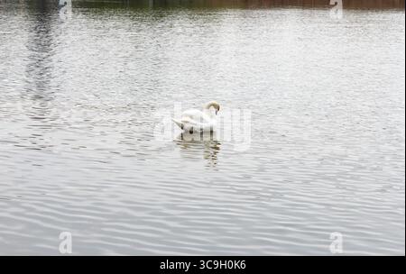 Un grand cygne blanc flotte paisiblement sur un lac ondulé, capturé dans un style naturaliste, avec un fond d'eau calme, symbolisant la paix et la solitude Banque D'Images