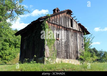 Une grange en bois altérée avec une fondation en pierre se dresse dans un champ herbeux, ses murs partiellement couverts par l'escalade lierre hedera hélice, sous un lumineux Banque D'Images