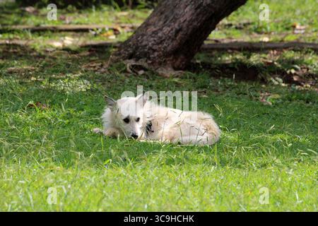 Un chien errant de couleur claire est gondolé dans l'ombre fraîche sur l'herbe verte vibrante, avec la lumière du soleil tapissée et un tronc d'arbre dans un cadre paisible de parc Banque D'Images