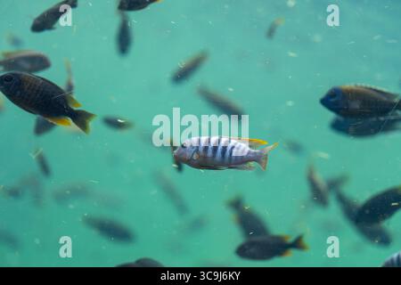 Les poissons vibrants nagent parmi les écoles dans l'eau, entourés de particules flottantes, créant un moment sous-marin calme et fascinant Banque D'Images