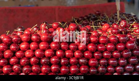 Cerises fraîches. Cerises soigneusement disposées sur un comptoir dans un marché local. Saison des baies d'été et des fruits, marché fermier Banque D'Images
