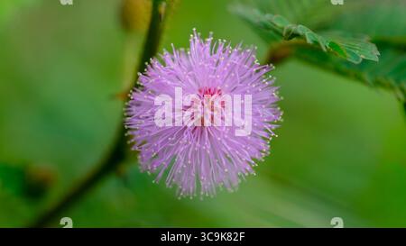 Une photo macro d'une délicate fleur rose de Mimosa pudica, également connue sous le nom de plante sensible, mettant en valeur sa fleur moelleuse entourée de feuilles vertes fraîches. Banque D'Images