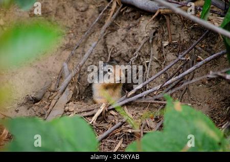 Capturée dans un moment de curiosité, cette marmotte se dresse sur ses pattes arrière dans un cadre forestier paisible. L'image met en évidence l'inquisiteur de marmotte Banque D'Images