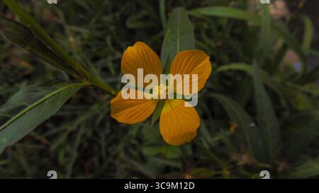 Une fleur jaune vif de saule Primrose mexicain (Ludwigia octovalvis) avec quatre pétales se distingue dans un gros plan, la flore tropicale. Banque D'Images