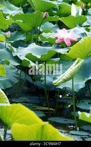 Solitary Pink Lotus Bloom s'élevant au-dessus des feuilles luxuriantes de l'étang Banque D'Images