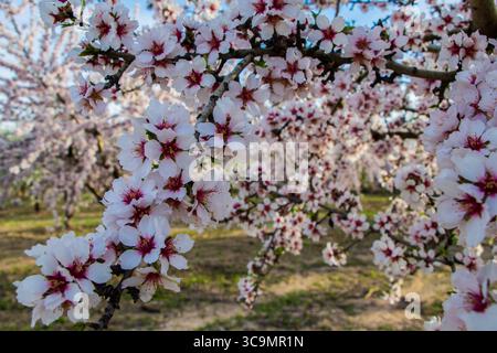 20 mars 2023, Ainzon, Saragosse, Espagne : des amandiers fleurissent dans les champs d'Ainzon, Saragosse, Aragon, Espagne (crédit image : © Elisa Navarro / Vwpics/VW pics via ZUMA Press Wire) Banque D'Images