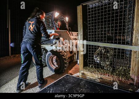 26 octobre 2022, Alicante, Espagne, Espagne : un chariot élévateur ramasse un lion mâle sauvé en cage devant un véhicule de transport tandis qu'un manipulateur d'animaux vérifie si la cage est en place..le lion a pris 72 heure à travers l'Europe en Espagne depuis l'Ukraine après avoir enduré des semaines de bombardements et de bombardements..de nombreux animaux sauvages souvent gardés comme animaux exotiques ont été abandonnés lorsque la guerre a commencé souvent dans des conditions horribles. (Crédit image : © Bianca Otero/ZUMA Press Wire) Banque D'Images