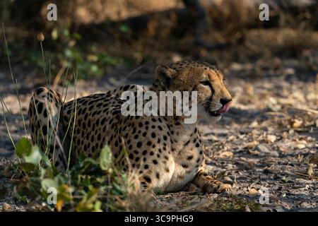 10 juillet 2022, Botswana : guépard (Acinonyx jubatus), Savuti, Parc national de Chobe, Botswana. (Crédit image : © Sergio Pitamitz / Vwpics/VW pics via ZUMA Press Wire) Banque D'Images