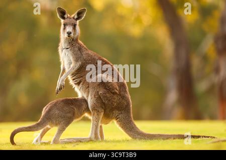 Kangourous gris de l'est bébé joey pousse sa tête dans sa pochette de mères debout sur une colline Grassy au coucher du soleil à Healesville, Victoria, Australie Banque D'Images