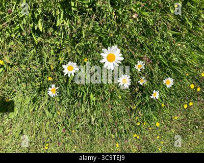 fleurs de Marguerite Banque D'Images