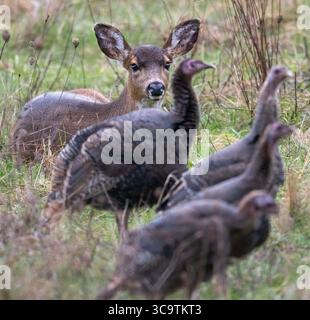 22 janvier 2023, Elkton, Oregon, États-Unis : un faon de cerf de queue noire d'un an regarde un groupe de dindes sauvages se nourrir à proximité dans un pâturage le long d'une route de campagne près d'Elkton dans le sud-ouest de l'Oregon. (Crédit image : © Robin Loznak/ZUMA Press Wire) Banque D'Images