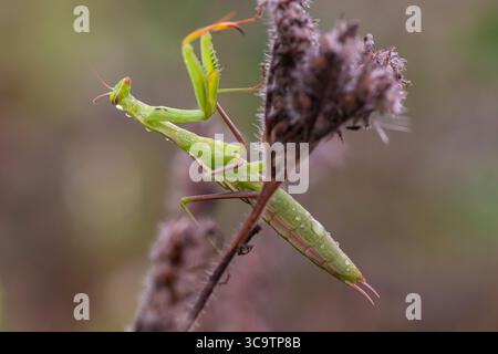 Mantite priante verte reposant sur une plante flétrie, recouverte de rosée, avec des textures détaillées et un fond doux. Banque D'Images