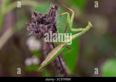 Macro photo d'une mante priante avec des gouttes de pluie sur son corps, accrochée à une fleur séchée dans un habitat naturel. Banque D'Images