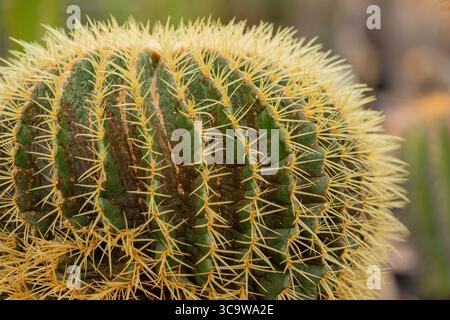 gros plan des plantes de cactus, fond diffusé Banque D'Images