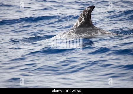 Dauphin de Risso Grampus griseus dans l'océan Atlantique au large des Açores, Portugal, septembre 2004 Banque D'Images