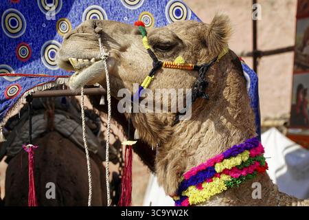 Pushkar Mela, Pushkar, grand marché de chameaux et de bétail, Rajasthan, Inde du Nord, Asie, gros plan d'un chameau décoré traditionnellement avec des foulards colorés, Banque D'Images