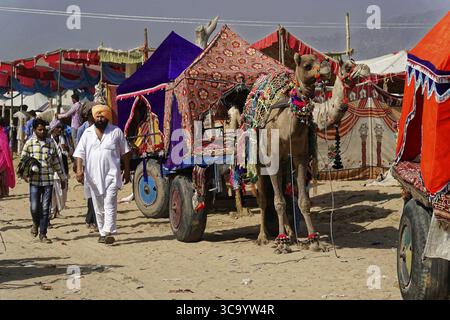 Une caravane de chameaux dans un marché avec des tentes colorées, Pushkar Mela, Pushkar, grand marché de chameaux et de bétail, Rajasthan, Inde du Nord Banque D'Images