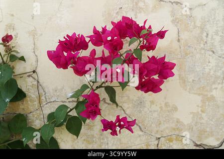 Fleurs de bougainvilliers rose vif ornent un mur rugueux et beige, Rajasthan, Inde Banque D'Images