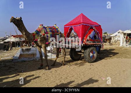 Pushkar Mela, Pushkar, Grand marché de chameau et de bétail, Rajasthan, Inde du Nord, Asie, Un chameau avec un chariot coloré sur une zone sablonneuse, Inde Banque D'Images