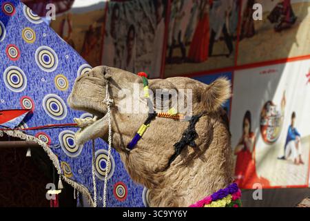 Pushkar Mela, Pushkar, grand marché de chameaux et de bétail, Rajasthan, Inde du Nord, Asie, gros plan d'un chameau avec des bijoux colorés traditionnels et des décors Banque D'Images