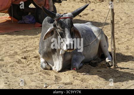 Une vache couchée dans le sable, atmosphère détendue, Pushkar Mela, Pushkar, grand chameau et marché au bétail, Rajasthan, Inde du Nord Banque D'Images