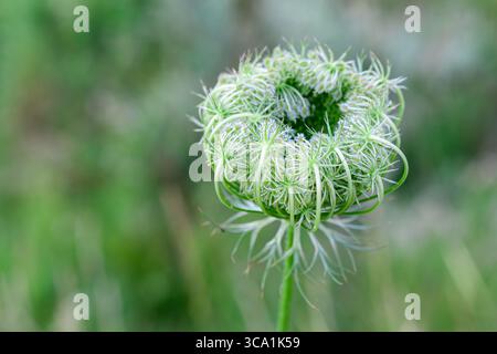 Tête de fleur étroitement enroulée de la dentelle de la Reine Anne (Daucus carota) dans son stade précoce de floraison, montrant de fines bractées vertes et de minuscules bouquets blancs. Banque D'Images