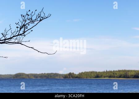 Une vue panoramique sur un lac bordé de forêts luxuriantes sous un ciel bleu clair, avec une silhouette de branche d'aulne au premier plan Banque D'Images