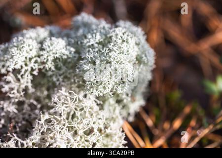 Cladonia stellaris. Une photographie rapprochée détaillée de mousse blanche éclatante, avec des textures et des couleurs riches du sol forestier Banque D'Images