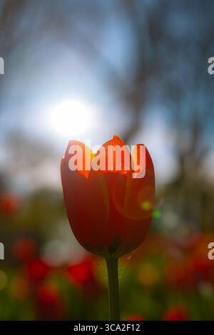 Une tulipe orange et la lumière directe du soleil sur le fond. Fleurs de printemps photo de fond. Banque D'Images