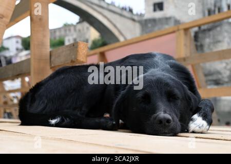 Chien de rue noir dormant paisiblement sur une plate-forme en bois près du vieux pont Mostar Stari Most et de la rivière Neretva en été Banque D'Images