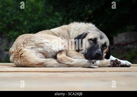 Chien de rue brun dormant paisiblement sur une plate-forme en bois près du vieux pont Mostar Stari Most et de la rivière Neretva en été Banque D'Images