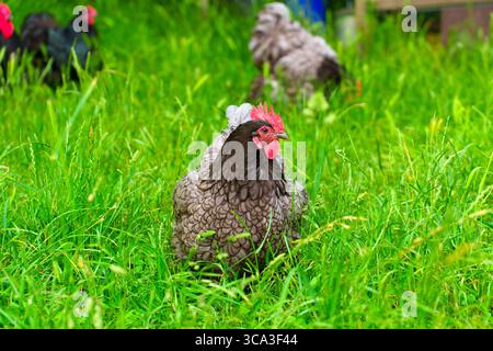 Les poulets se nourrissent d'herbe verte vibrante dans un cadre tranquille et naturel, mettant en valeur leurs textures riches et leurs couleurs vives sous la lumière du jour douce. Banque D'Images