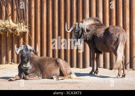 Groupe de gnou de Connochaetes, également connu sous le nom de gnu à queue blanche au zoo. Banque D'Images