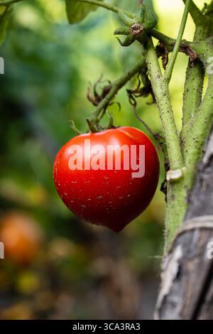 Rouge, tomate mûre, poussant sur la vigne d'un buisson de tomates. Gros plan, angle bas, personne Banque D'Images