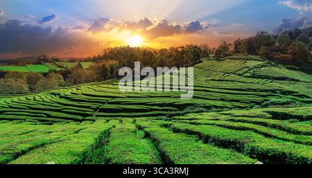 Plantation de thé vert Gorreana aux Açores, Portugal – champs de thé vert luxuriants sous le soleil, paysage pittoresque, éco-tourisme et agriculture européenne Banque D'Images