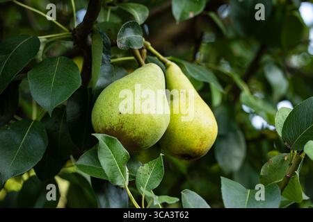 Fruit de poire cru et frais mûrissant sur la tige dans un poire. Gros plan, pas de gens Banque D'Images