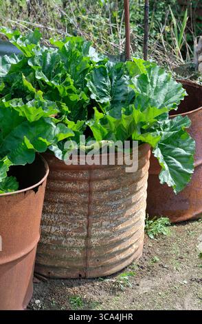 rhubarbe poussant dans un vieux tambour d'huile rouillé sur un lotissement, nord de norfolk, angleterre Banque D'Images