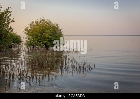 Forêt de mangroves sur la plage de Mangrove à Umm Al Quwain, Émirats arabes Unis, avec des arbres et des racines sortant de l'eau calme à marée basse, vue sur le coucher du soleil. Banque D'Images