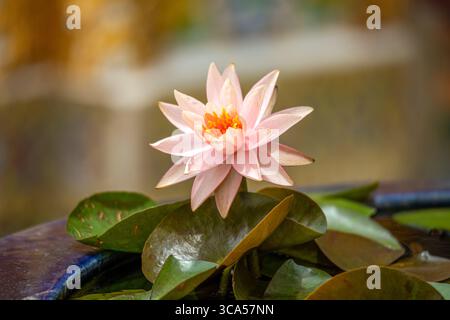 Fleur de lotus rose dans l'une des fontaines du palais bouddhiste Wat Pho à Bangkok, Thaïlande Banque D'Images
