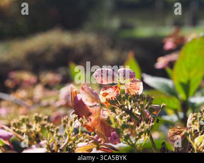 Gros plan d'Hydrangea macrophylla rose 'Europa' en fleur, brillant en lumière douce du soleil avec un fond de jardin coloré, parfait pour floral et botanique Banque D'Images