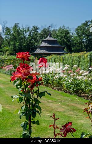 Roseraie du château d'Esterhazy dans la ville de Ferton, dans la campagne ouest de la Hongrie, Europe. Banque D'Images