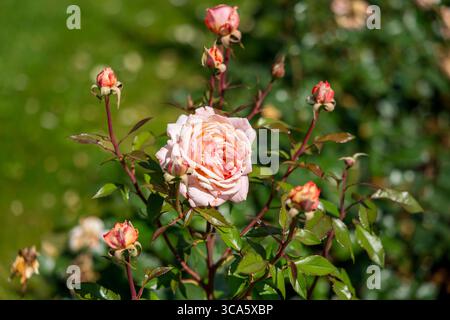 Roseraie du château d'Esterhazy dans la ville de Ferton, dans la campagne ouest de la Hongrie, Europe. Banque D'Images